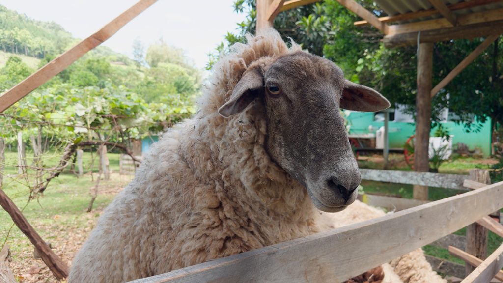 Tour Linha Bella Gramado: Cultura e gastronomia em 4 locais 7 Ovelha no casarão da família Marcon no tour linha Bella Gramado