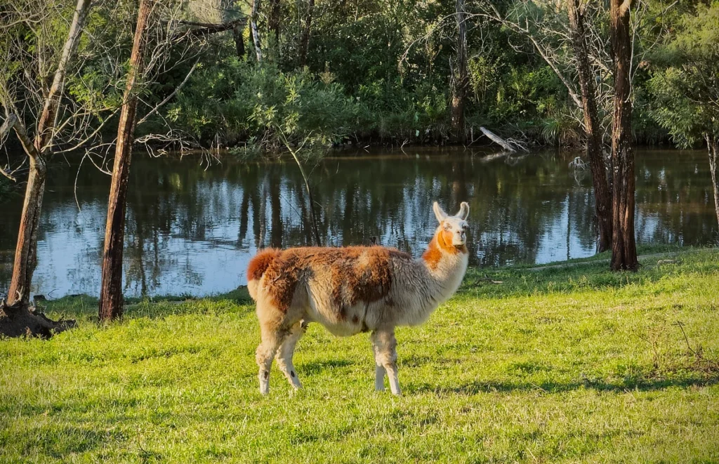Vila Gramado llama